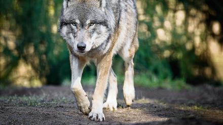 31 Wolfsrudel leben wieder in Deutschland. "Das ist ein Erfolg für uns Naturschützer", sagte Umweltministerin Barbara Hendricks (SPD) am Mittwoch. 