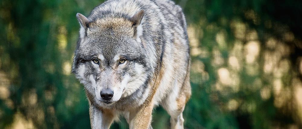 31 Wolfsrudel leben wieder in Deutschland. "Das ist ein Erfolg für uns Naturschützer", sagte Umweltministerin Barbara Hendricks (SPD) am Mittwoch.