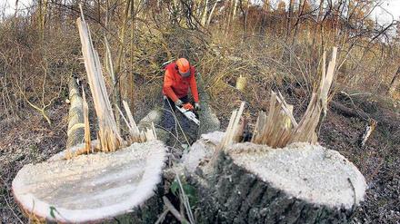 Unsäglich. Wo Bäume illegal gefällt werden, wird oft die Arbeit von Generationen zunichte gemacht. Doch der Wert von Holz steigt – und lockt Diebe an.