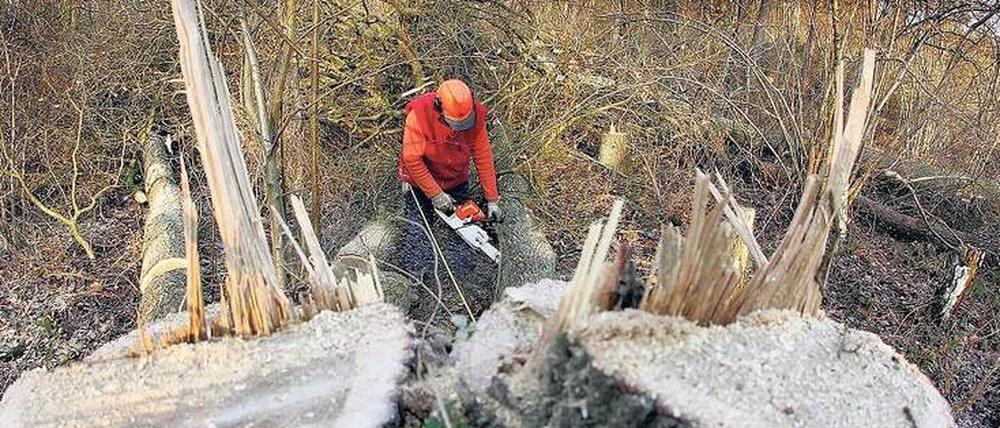 Unsäglich. Wo Bäume illegal gefällt werden, wird oft die Arbeit von Generationen zunichte gemacht. Doch der Wert von Holz steigt – und lockt Diebe an.