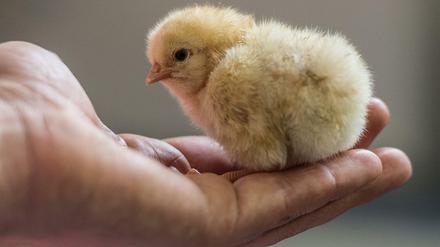 Ein männliches Hühner-Küken.