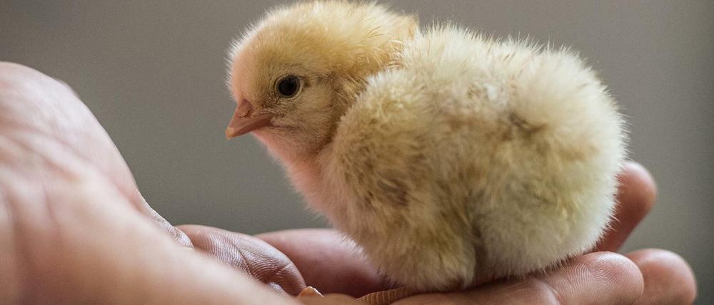 Ein männliches Hühner-Küken. 