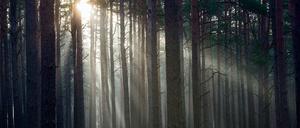 Ein märkischer Kiefernwald in der Morgensonne (Symbolbild, aufgenommen im Dezember 2015)