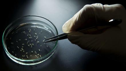 Gefahr aus dem Wasser. Larven der Aedes-Mücke, des Zika-Überträgers, in einem Labor der Universität Sao Paulo.