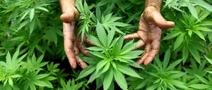 Das Geschäft mit Cannabis floriert. 