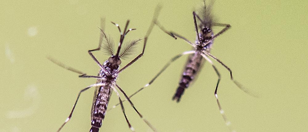 Hauptüberträger. Gelbfiebermücken wie diese verbreiten das Zika-Virus.