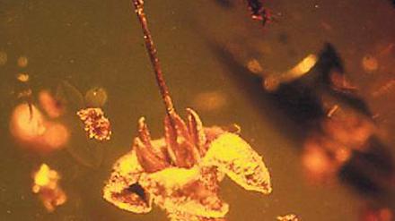 Seltene Schönheit. Die fossile Blüte gehört zur Strychnos-Familie. 