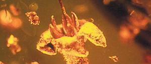 Seltene Schönheit. Die fossile Blüte gehört zur Strychnos-Familie. 
