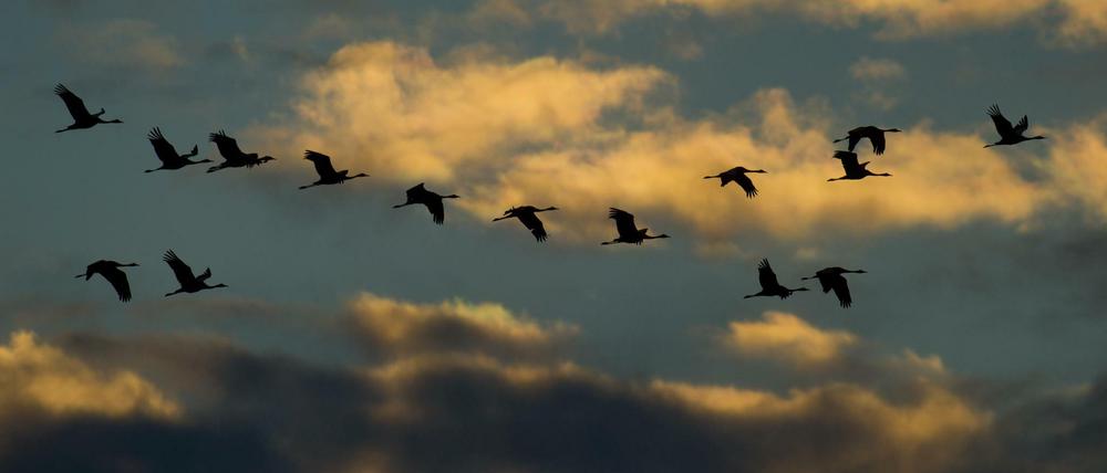 Der Himmel über der Ruhr ist inzwischen wieder so blau wie der über Mecklenburg-Vorpommern, wo derzeit immer mal wieder Kraniche zu sehen sind, die in den Frühling fliegen. 