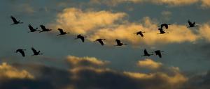 Der Himmel über der Ruhr ist inzwischen wieder so blau wie der über Mecklenburg-Vorpommern, wo derzeit immer mal wieder Kraniche zu sehen sind, die in den Frühling fliegen. 
