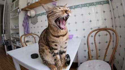 Eine Katze gähnt am 24.03.2015 auf dem Küchentisch einer Wohnung in Hamburg. Das Netz ist überschwemmt von Katzenvideos. Katzen spielen Klavier, Katzen massieren Hunde, Katzen fallen in Toiletten oder erschrecken sich vor Gurken. 
