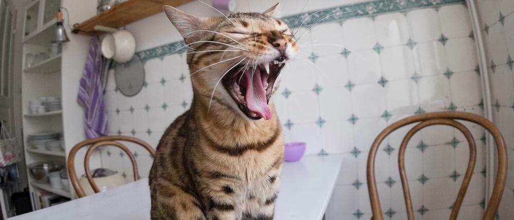 Eine Katze gähnt am 24.03.2015 auf dem Küchentisch einer Wohnung in Hamburg. Das Netz ist überschwemmt von Katzenvideos. Katzen spielen Klavier, Katzen massieren Hunde, Katzen fallen in Toiletten oder erschrecken sich vor Gurken. 
