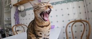 Eine Katze gähnt am 24.03.2015 auf dem Küchentisch einer Wohnung in Hamburg. Das Netz ist überschwemmt von Katzenvideos. Katzen spielen Klavier, Katzen massieren Hunde, Katzen fallen in Toiletten oder erschrecken sich vor Gurken. 