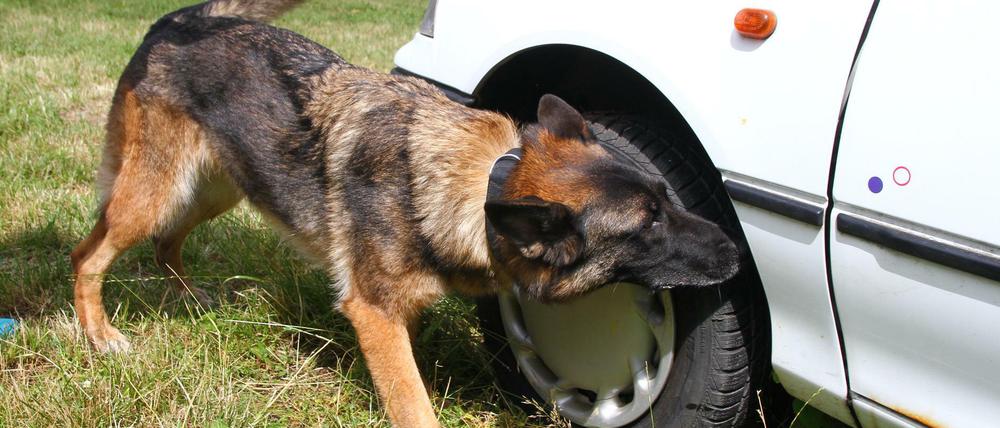 Nicht Sam, aber ein Kollege. Hunde leisten einen hilfreichen Dienst bei der Polizei. Hier der Drogenspürhund "Wandy" beim Training in der Polizeistation Ruhleben.