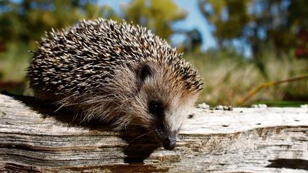 Im Freigehege des Tierheimes im brandenburgischen Fürstenwalde (Oder-Spree) erkundet ein kleiner Igel das Gelände. Igel können betrunken sein.