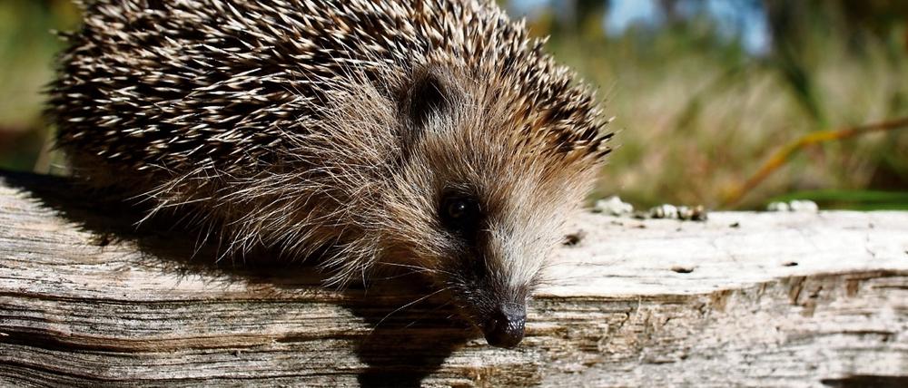 Im Freigehege des Tierheimes im brandenburgischen Fürstenwalde (Oder-Spree) erkundet ein kleiner Igel das Gelände. Igel können betrunken sein.