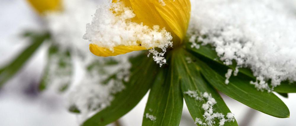 Für die Winterlinge ist es am Donnerstagmorgen noch einmal frostig geworden. 