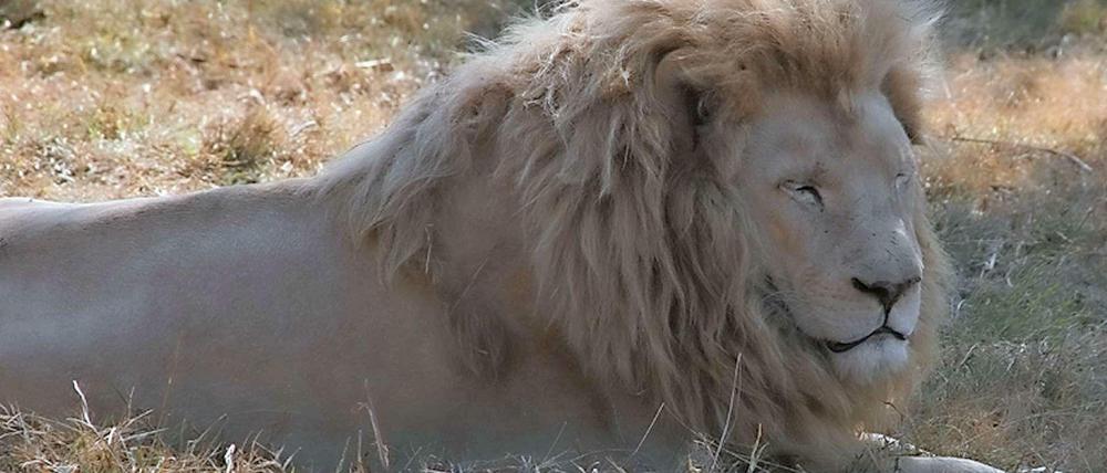 Wildtiere wie dieser Löwe gehören aus Sicht der Bezirksverordneten nicht in den Zirkus.