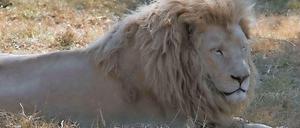 Wildtiere wie dieser Löwe gehören aus Sicht der Bezirksverordneten nicht in den Zirkus.