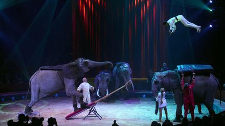 Solche Nummern wie hier bei einem Zirkus in Stuttgart soll es künftig in einigen Berliner Bezirken nicht mehr geben. 