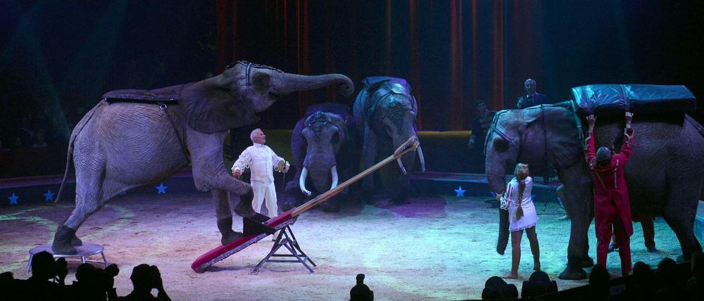 Solche Nummern wie hier bei einem Zirkus in Stuttgart soll es künftig in einigen Berliner Bezirken nicht mehr geben. 