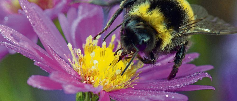 Hummeln gehören zu den Wildbienen, und denen setzen Pestizide ziemlich zu. Eine weniger intensive Landwirtschaft könnte ihnen das Überleben erleichtern. 