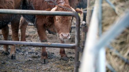 Die Rindfleischproduktion trägt nicht unwesentlich zur Erderwärmung bei.