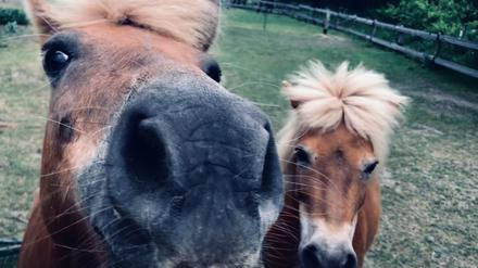 Gruppenbild mit Pferden.