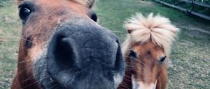 Gruppenbild mit Pferden.