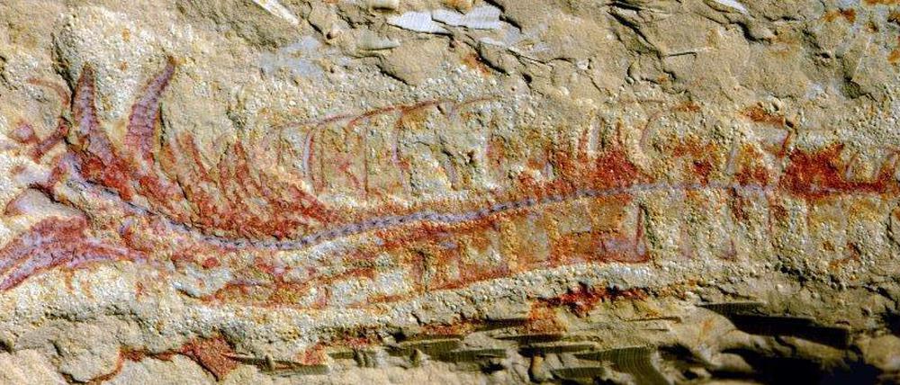 Das Fossil des Gliederfüßers Chengjiangocaris kunmingensis wurde im Süden Chinas in einer als Xiaboshiba-Fauna bezeichneten Gesteinsschicht gefunden, die erdgeschichtlich ins frühe Kambrium (etwa 500 Millionen Jahre) eingeordnet wird.