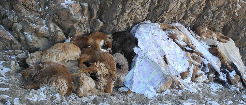 Die Kadaver von etwa 100 Schafen und Ziegen liegen am 24.02.2016 in der Provinz Bayankhongor (Ulziit/Mongolei) in den Bergen einer abgelegenen Region auf einem Haufen. Im Sommer gab es nur wenig Regen in der Mongolei. Jetzt bringt ein ungewöhnlich harscher Winter bittere Kälte und viel Schnee.