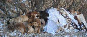 Die Kadaver von etwa 100 Schafen und Ziegen liegen am 24.02.2016 in der Provinz Bayankhongor (Ulziit/Mongolei) in den Bergen einer abgelegenen Region auf einem Haufen. Im Sommer gab es nur wenig Regen in der Mongolei. Jetzt bringt ein ungewöhnlich harscher Winter bittere Kälte und viel Schnee.