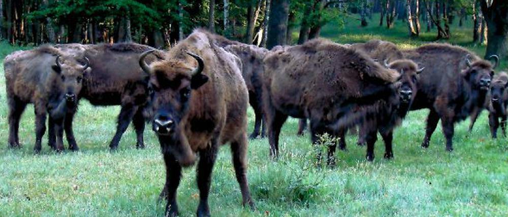 Wisentgehege im Damerower Werder.