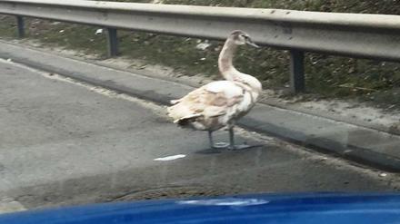 Schwan bremst Verkehr aus. Schnappschuss aus dem Polizeiwagen.