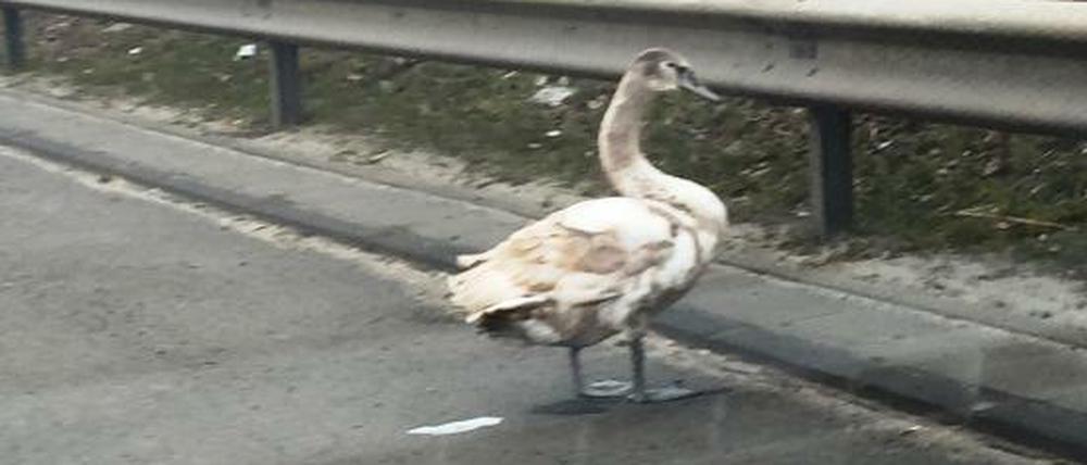 Schwan bremst Verkehr aus. Schnappschuss aus dem Polizeiwagen.