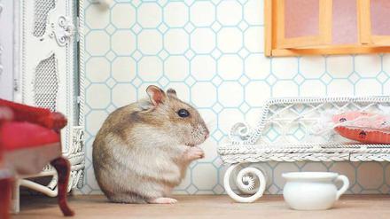 Platz ist in der kleinsten Hütte. Es muss ja kein Hamsterkäfig sein.