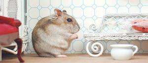 Platz ist in der kleinsten Hütte. Es muss ja kein Hamsterkäfig sein.
