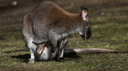 Känguru-Baby im Beutel der Mutter im Zoo in Münster.