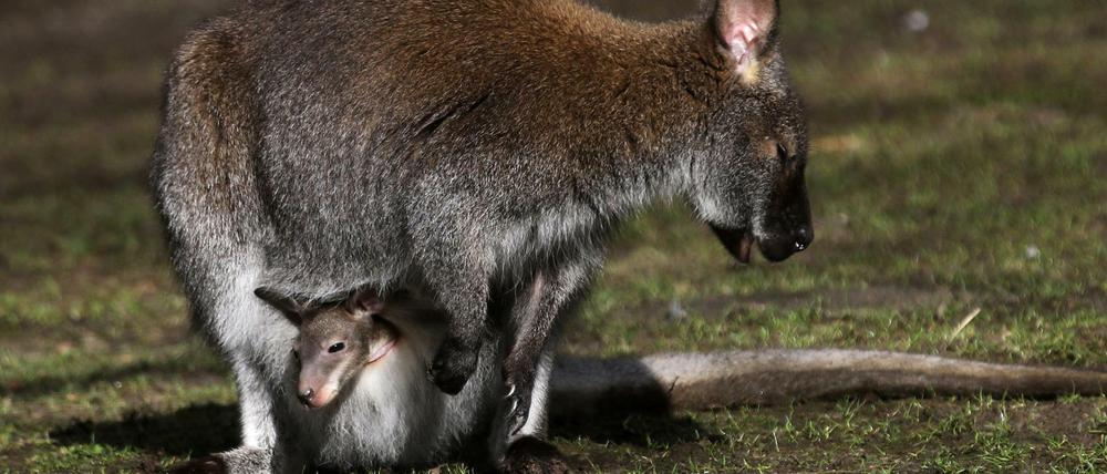 Känguru-Baby im Beutel der Mutter im Zoo in Münster.