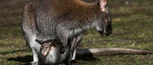 Känguru-Baby im Beutel der Mutter im Zoo in Münster.