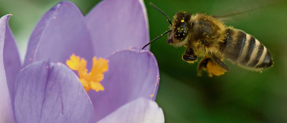 Eine Biene sammelt in einem blühenden Krokus Blütenstaub.39 Wildbienenarten sind in Deutschland bereits ausgestorben.