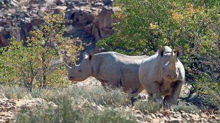 Archaische Bewohner des „Rhino Camps“. Wie viele der Tiere es dort gibt, wird geheim gehalten – wegen der Wilderer.