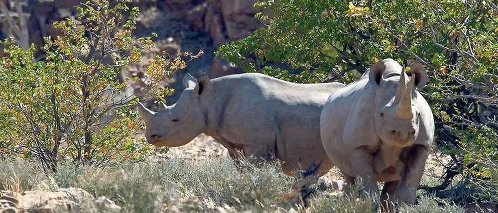 Archaische Bewohner des „Rhino Camps“. Wie viele der Tiere es dort gibt, wird geheim gehalten – wegen der Wilderer.