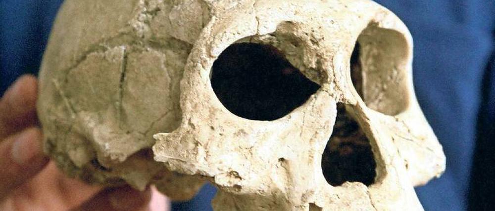 Zahn der Zeit. Als Steinzeitmenschen vor 3,3 Millionen Jahren begannen, Steinwerkzeuge zu benutzen, hatte das Folgen fürs Gebiss. Menschen mit großen Gehirnen und kleinen Zähnen konnten überleben, weil sie ihre Nahrung zerkleinern konnten. 