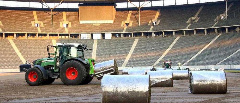 Der Grasteppich wird im Olympiastadion Berlin verlegt. Die Soden samt Gras, Wurzeln und Erde sind 38 Millimeter dick.