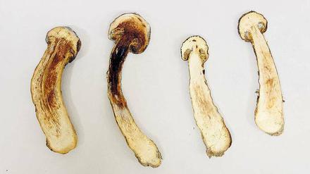 Matsutake-Pilze aus einem Dorf, 35 Kilometer vom Fukushima-Daiichi-Reaktor entfernt. Das Caesium sammelt sich vor allem in den Lamellen, wie die autoradiografische Aufnahme der Pilze zeigt (siehe unten).