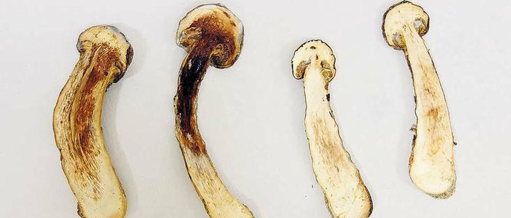 Matsutake-Pilze aus einem Dorf, 35 Kilometer vom Fukushima-Daiichi-Reaktor entfernt. Das Caesium sammelt sich vor allem in den Lamellen, wie die autoradiografische Aufnahme der Pilze zeigt (siehe unten).