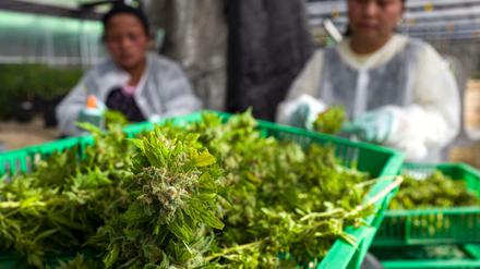 Eine Cannabis-Plantage in Nordisrael: Für medizinische Zwecke ist der Konsum von Marihuana und Haschisch in Israel legal. 
