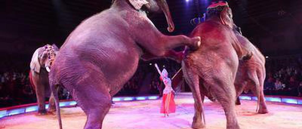Irre Show oder überflüssige Quälerei? Eine Elefantennummer im Zirkus.