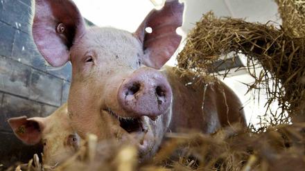 Schwein soll nach Vorstellung der CDU in Schleswig-Holstein zum Kantinenangebot zählen.